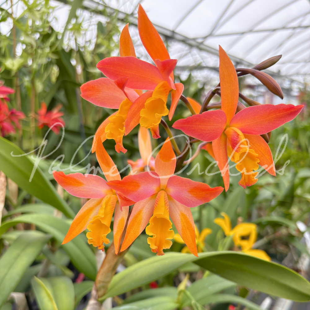 Ctt. Candy Corn — Palmer Orchids